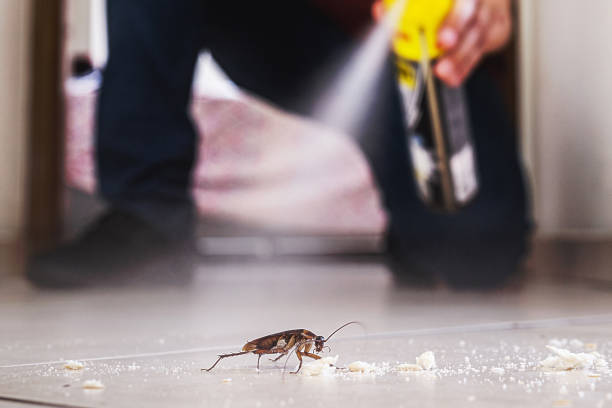 Best Affordable Pest Control Services  in Westlake Corner, VA